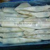 Loligo Gahi thumbnail-1