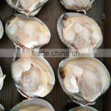 Frozen Boiled Yellow Short Necked Clam on Time Delivery thumbnail-2