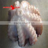 Baby Octopus thumbnail-6