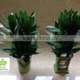 Dracaena Sanderiana Lotus 3 Pcs in One Pot thumbnail-4