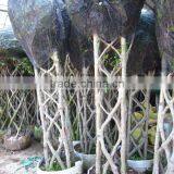 Ficus Squra Shape Export Quality