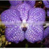 Thailand Best Quality V-001 Vanda Blue Orchid thumbnail-1