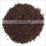 Embelia Ribes thumbnail-3