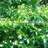 JASMINE ABSOLUTE OILS thumbnail-3