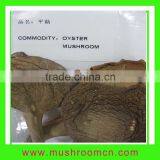 Abalone Mushroom thumbnail-1