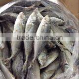 A Grade HORSE MACKEREL thumbnail-1