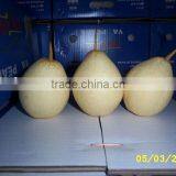 Sell Ya Pear Jining Brother thumbnail-1