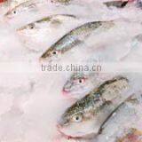 Easy Installation Flake Ice Machines With Best Services thumbnail-4