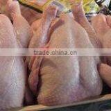 FRESH FROZEN CHICKEN thumbnail-2