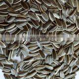 Sell 2016 Long Striped Black Bulk Organic Hybrid Sunflower Seeds
