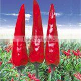 Upright Single Hot Pepper/Chilli Seed Huo Xing No.1 thumbnail-1