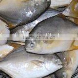 2015 New Products of Gold Pomfret thumbnail-1
