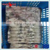 BQF Frozen Baby Loligo Squid thumbnail-2