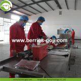 Factory For Sale Dried Conventional Goji Berry thumbnail-4