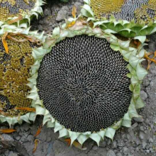 SX No.6 Hybrid Sunflower Seeds for Planting Broomrape Resistant thumbnail-5