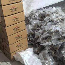 Durable SafeTop Nails With Plastic Cap for African and Southeast Asian Markets thumbnail-3