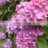Good Quality New Arrival Fresh Cut Flower Hydrangea Bouquet thumbnail-2