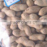 Chinese Peanut Raw Organic Peanuts Ground Nut in Shell Roasted Peanut in Shell