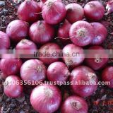 Small Red Onions