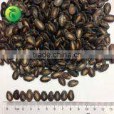 Black Watermelon Seed Wholesalers China thumbnail-2