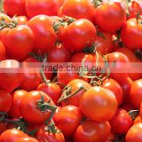 High Quality Fresh Tomato for Sale
