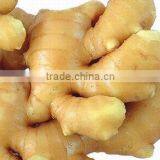 Fresh ginger 300-400 Gr