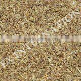 Spice-Dill Seeds / Anthem Graveolens / Suwa thumbnail-2