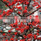 Gossampinus Malabarica Seedling thumbnail-5