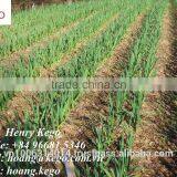 Fresh White Garlic Crop 2016 thumbnail-3