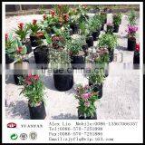 Gardening Use PP Non Woven Fabric thumbnail-5