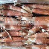 HACCP FDA ISO QS Certification Frozen Loligo Squid thumbnail-1