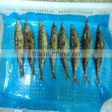 Superior Quality Fresh Frozen Mackerel Fish thumbnail-1