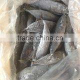 Sea Frozen Bonito Tuna thumbnail-4