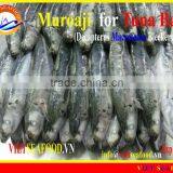 FROZEN MUROAJI FOR TUNA BAIT thumbnail-1