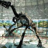 Shandong Zhucheng Dinosaur Museum thumbnail-4
