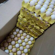 Fresh Eggs for Hong Kong Market
