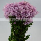 Quality New Coming Fresh Pink Chamomile Chrysanthemum thumbnail-5