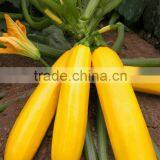 Yellowbeauty 3 Early Maturity Good Commercial f1 Squash Seeds