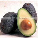 Bulk Avocado oil for Exports