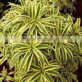 Dracaena Reflexa Augustifolia, Song of India thumbnail-1