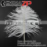 ZPDECOR Wholesale Exporting Selected Prime Quality From 12'' to 14'' White Ostrich Feather for Sale thumbnail-1