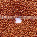 Hot Sale Best Price of Red Broomcorn Millet 2016 Crop Market Price thumbnail-4