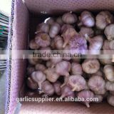 2015 crop garlic