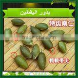 New Crop Hot Chinese Shine Skin Pumpkin Seeds , Benefits of Pumpkin Seed thumbnail-6