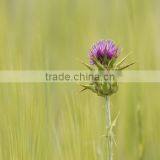 high quality milk thistle extract (powder)/milk thistle/milk thistle extract