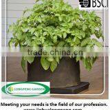 Grow Bags,Vegetable Pots and Planters to Plant Tomatoes, Peppers, Herbs and Potatoes thumbnail-2