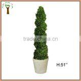 Spiral Preserved Boxwood Tree in 51inches Tall thumbnail-1
