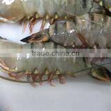 Want to Buying Frozen Shrimp thumbnail-1