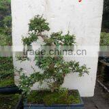 Carmona Bonsai Art 35cm thumbnail-1