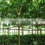 Tabebuia Rosea Middle-east Landscaping Trees thumbnail-1